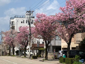笠舞　八重桜の街路樹
